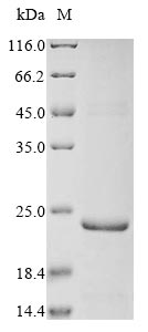 Recombinant Bovine Inter-alpha-trypsin inhibitor heavy chain H2 (ITIH2) - image 1