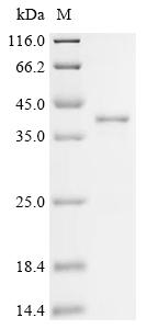 Recombinant Bovine Kit ligand (KITLG) , partial - image 1