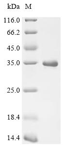 Recombinant Macaca mulatta Prostate-specific antigen (KLK3) - image 1