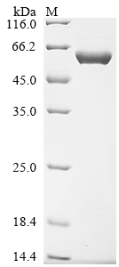 Recombinant Human Importin subunit alpha-1 (KPNA2) - image 1