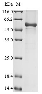Recombinant Human Keratin, type I cuticular Ha4 (KRT34) - image 1