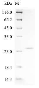 Recombinant Rat Keratinocyte differentiation-associated protein (Krtdap) - image 1