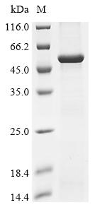 Recombinant Human Lipopolysaccharide-binding protein (LBP) - image 1