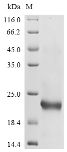 Recombinant Mouse Leukocyte cell-derived chemotaXIn-2 (Lect2) - image 1