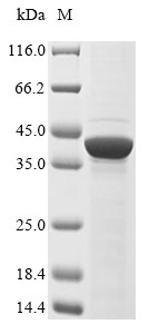 Recombinant Mouse Left-right determination factor 2 (Lefty2) - image 1