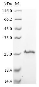 Recombinant Mouse Galectin-1 (Lgals1) - image 1