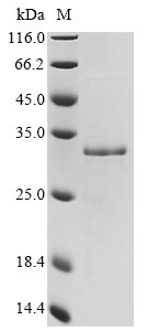 Recombinant Mouse Galectin-3 (Lgals3) - image 1