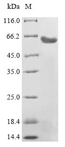 SDS-PAGE- Recombinant protein Human LGR5