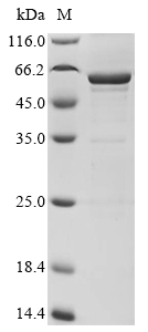 Recombinant Dog Lutropin subunit beta (LHB) , Biotinylated - image 1
