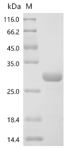 Recombinant Mouse Leukemia inhibitory factor (Lif) - image 1