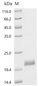 Recombinant Mouse Lymphocyte antigen 6D (Ly6d) - image 1