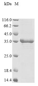 Recombinant Human Ly6/PLAUR domain-containing protein 3 (LYPD3) - image 1
