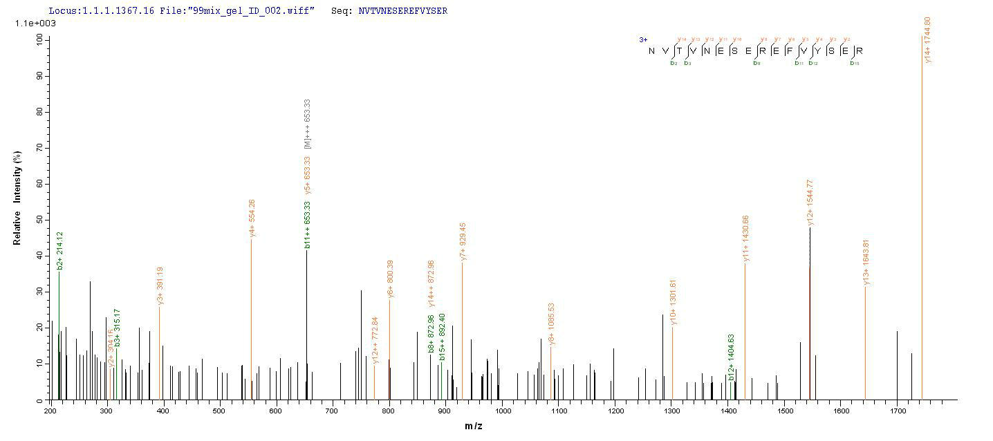LC-MS Analysis 2- Recombinant protein Human MAG
