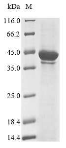 Recombinant Human Melanoma-associated antigen 1 (MAGEA1) - image 1