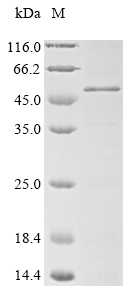 Recombinant Human Melanoma-associated antigen 3 (MAGEA3) - image 1