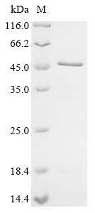 Recombinant Human Melanoma-associated antigen 3 (MAGEA3) - image 1