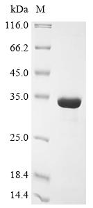 Recombinant Mouse Microtubule-associated protein 1S (Map1s) , partial - image 1