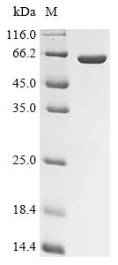 Recombinant Human Mitogen-activated protein kinase 14 (MAPK14) - image 1