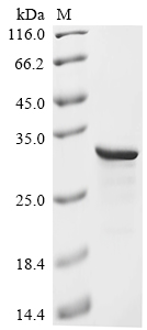 Recombinant Human Protein max (MAX) - image 1