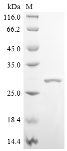 Recombinant Human Protein max (MAX) - image 1