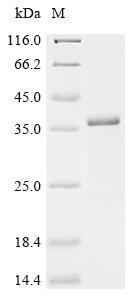 Recombinant Mouse Mannose-binding protein C (Mbl2) - image 1