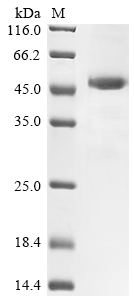 Recombinant Rat Mannose-binding protein C (Mbl2) - image 1