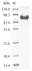 Recombinant Rat Lactadherin (Mfge8) - image 1