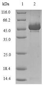 SDS-PAGE- Recombinant protein Human MMP10