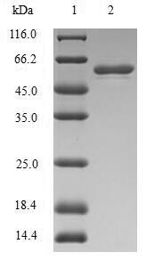 SDS-PAGE- Recombinant protein Human MMP3