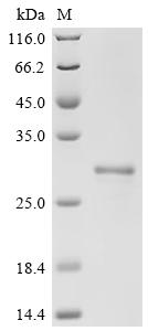 Recombinant Rat Matrilysin (Mmp7) - image 1
