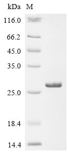 Recombinant Rat Matrilysin (Mmp7) - image 1