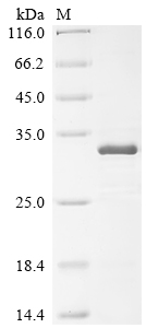 Recombinant Human Ras-related protein M-Ras (MRAS) - image 1