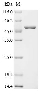 Recombinant Escherichia coli Peptide chain release factor 1 (prfA) - image 1