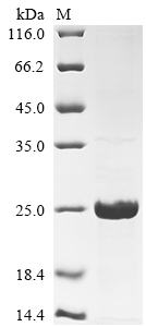 Recombinant Human Mucin-1 (MUC1) - image 1