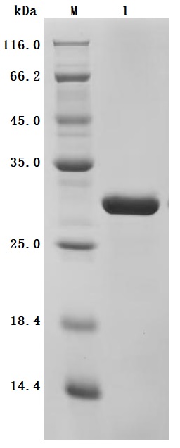 Human MYL12A Protein, Purity Verified