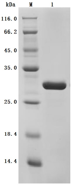 CSB-EP015307HUc7 SDS