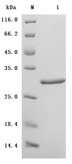 Human MYL12B Protein, Purity Verified