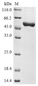 Recombinant Mouse Nicotinamide phosphoribosyltransferase (Nampt) - image 1