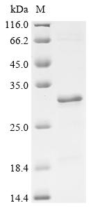 Recombinant Human Neuron navigator 2 (NAV2) , partial - image 1