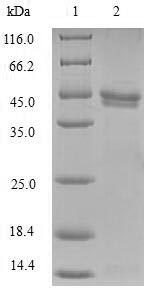 (Tris-Glycine gel) Discontinuous SDS-PAGE (reduced) with 5% enrichment gel and 15% separation gel. (Tris-Glycine gel) Discontinuous SDS-PAGE (reduced) with 5% enrichment gel and 15% separation gel.