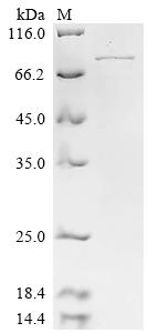 Recombinant Human Neurofilament light polypeptide (NEFL) - image 1