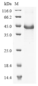 Recombinant Mouse Nidogen-2 (Nid2) , partial - image 1