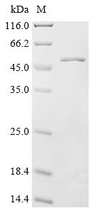 Recombinant Mouse N-myc-interactor (Nmi) - image 1