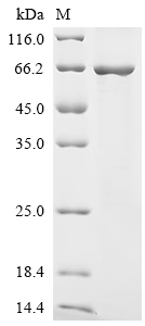 Recombinant Mouse N-myc-interactor (Nmi) - image 1