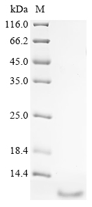 Recombinant Human Neuropeptide B (NPB) - image 1