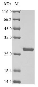 Recombinant Human Pro-FMRFamide-related neuropeptide FF (NPFF) , partial - image 1