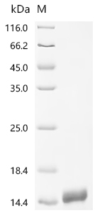 Recombinant Human Natriuretic peptides A (NPPA) , partial - image 1