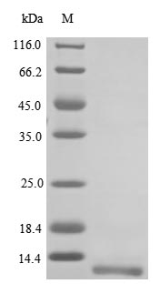 SDS-PAGE- Recombinant protein Mouse Npy2r