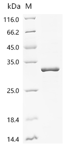 Recombinant Human Haptoglobin (HP) , partial - image 1