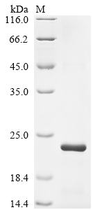 Recombinant Rat Neurotrophin-3 (Ntf3) - image 1